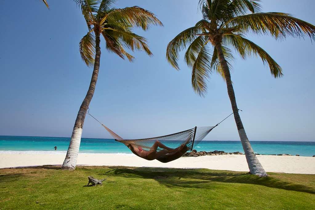 Divi Dutch Village Beach Resort Palm Beach Natură foto